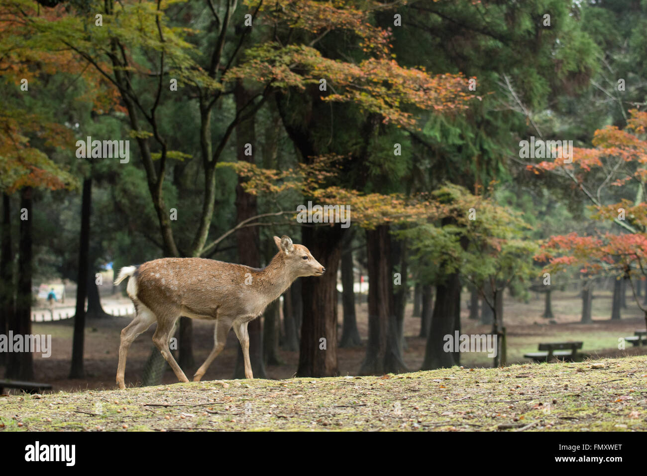 Deer Of Nara Park Stock Photo