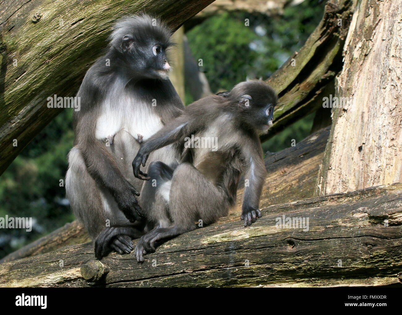 Pair of Southeast Asian Dusky leaf monkeys (Trachypithecus obscurus), mother and son. A.k.a Spectacled langurs. Stock Photo