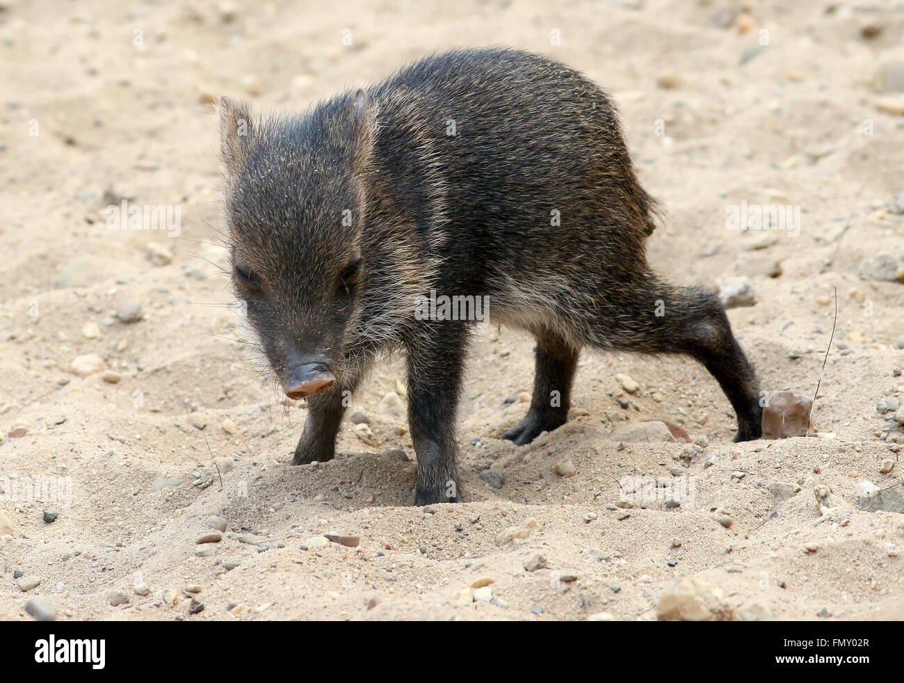 Collared peccary (Pecari tajacu) baby, just weeks old Stock Photo