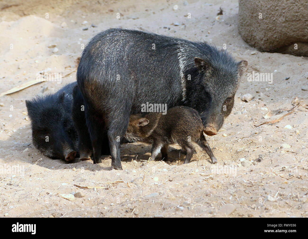 Mexican Collared peccary (Pecari tajacu) mother with a youngster drinking milk Stock Photo