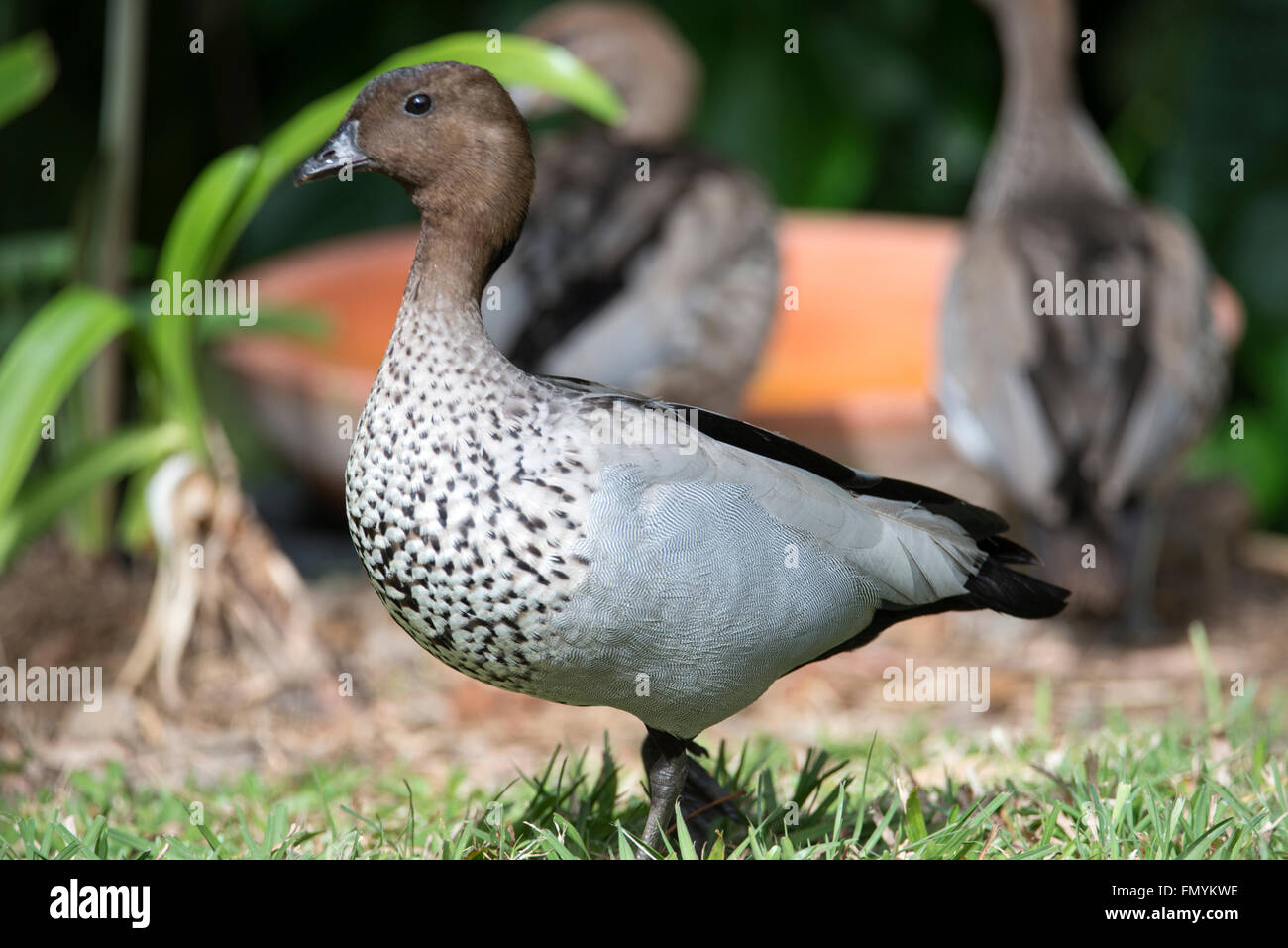An Australian wood duck in Queensland,Australia Stock Photo Alamy