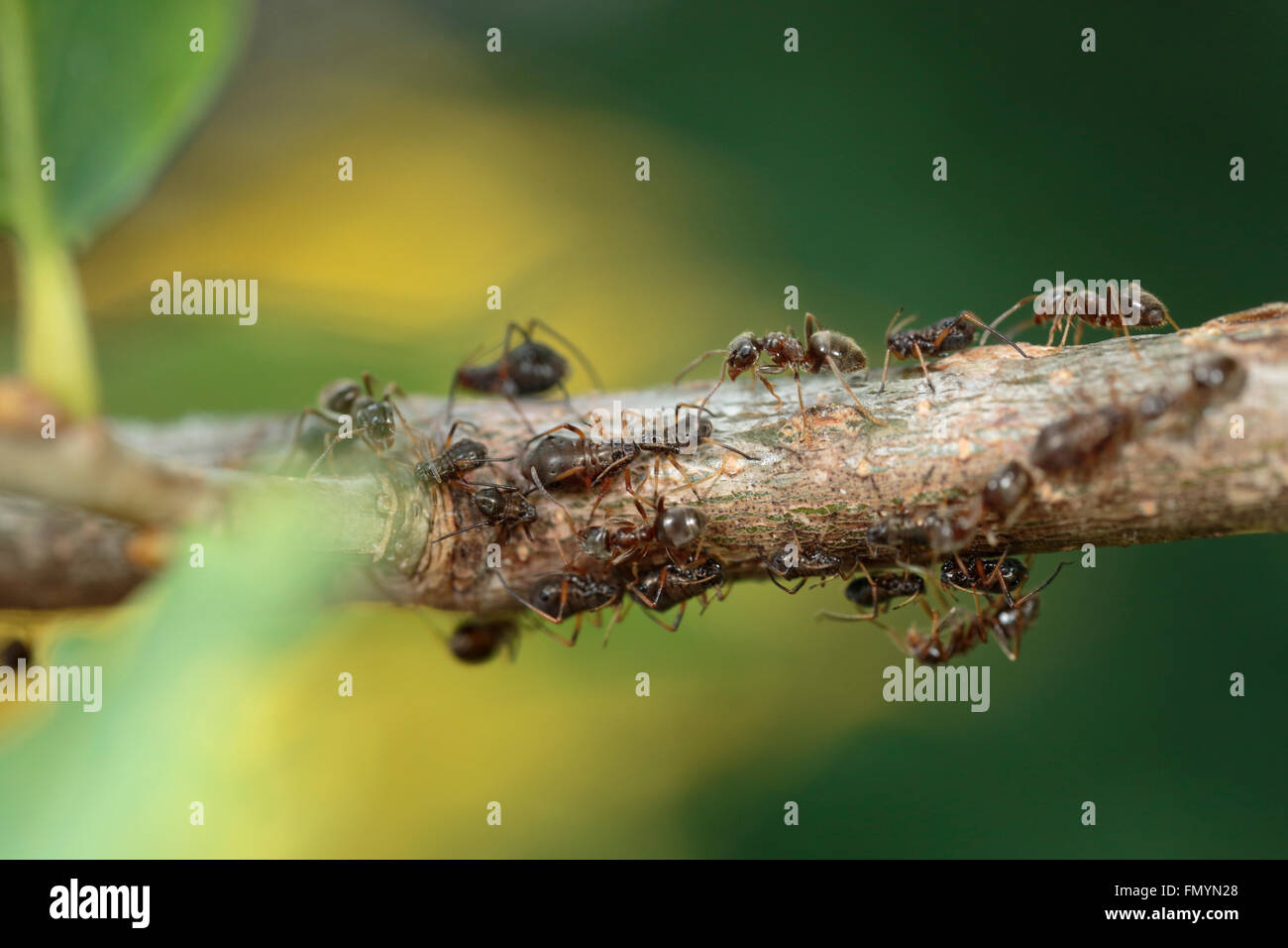 Black garden ants harvesting honeydew Stock Photo - Alamy