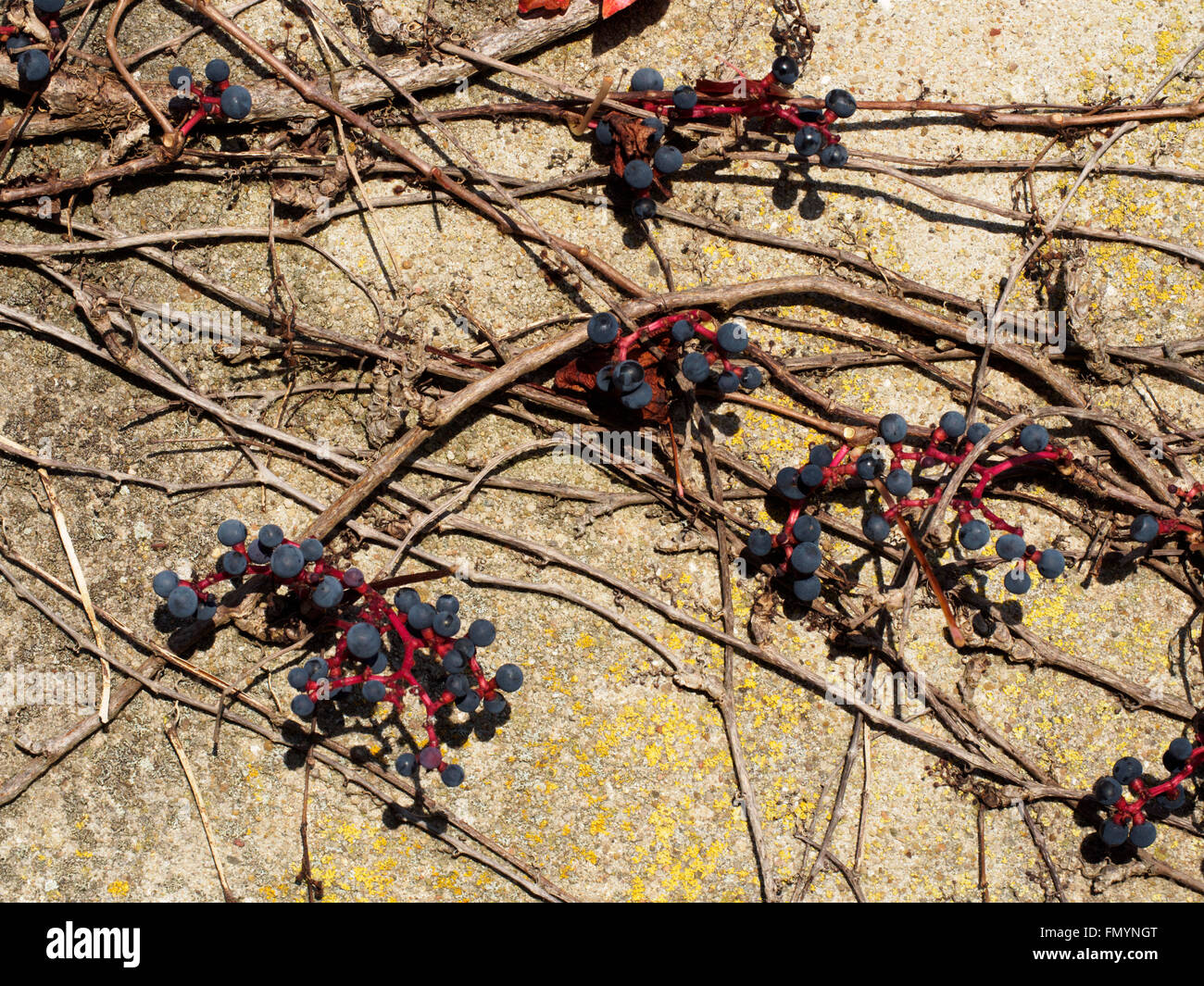 Grape Vine High Resolution Stock Photography and Images Alamy