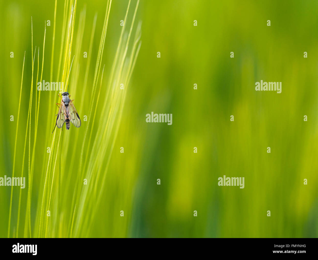 Fly sitting on a wheat ear Stock Photo