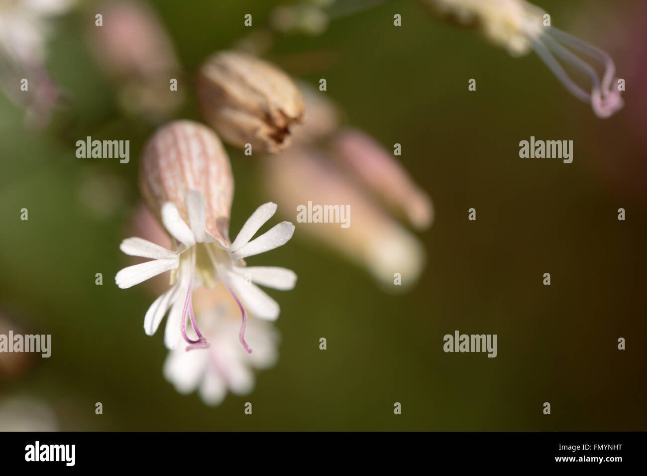 Silene vulgaris, the bladder campion or maidenstears, flowering in spring Stock Photo