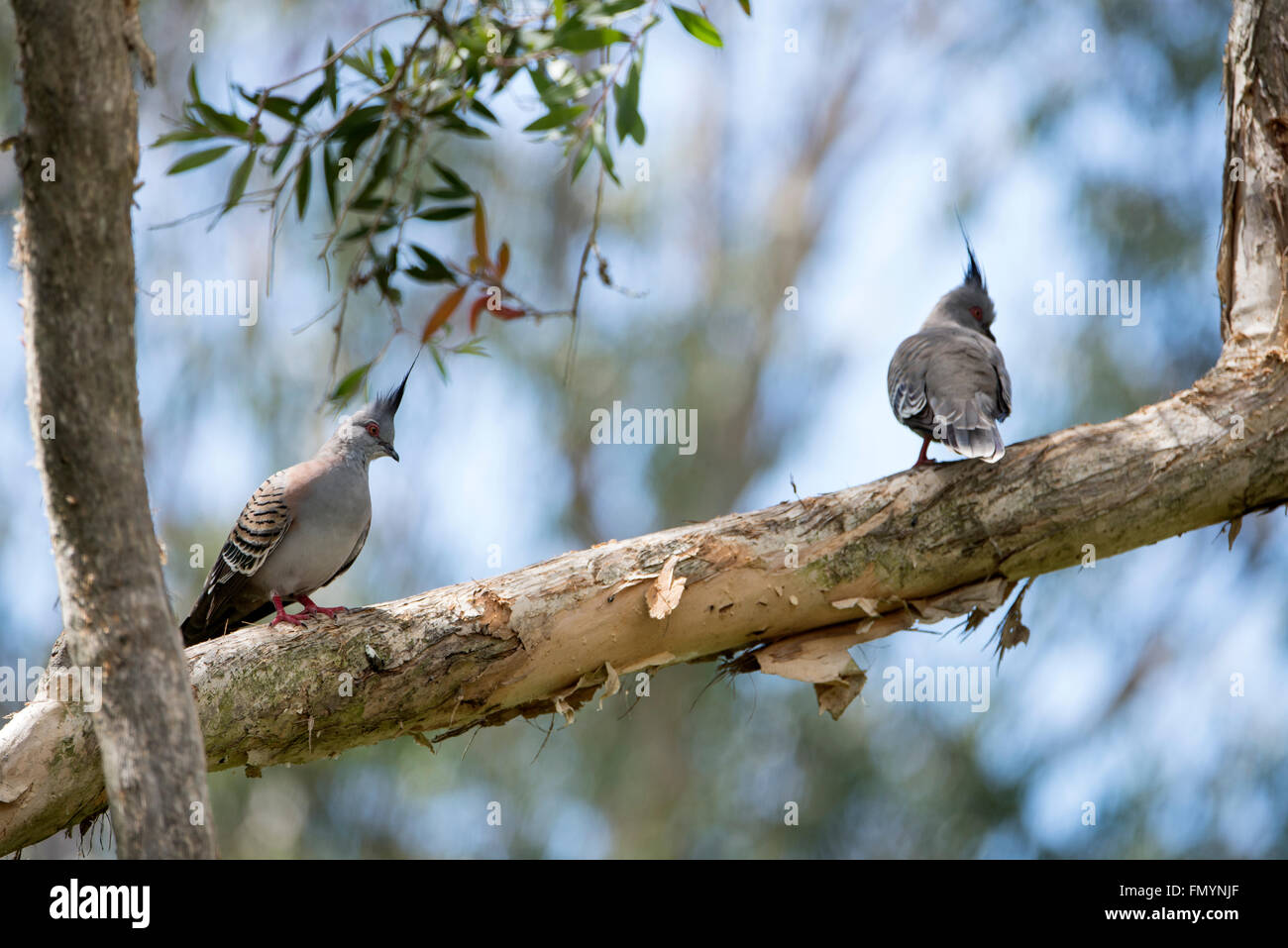 A couple of crested pigeons in Queensland, Australia Stock Photo