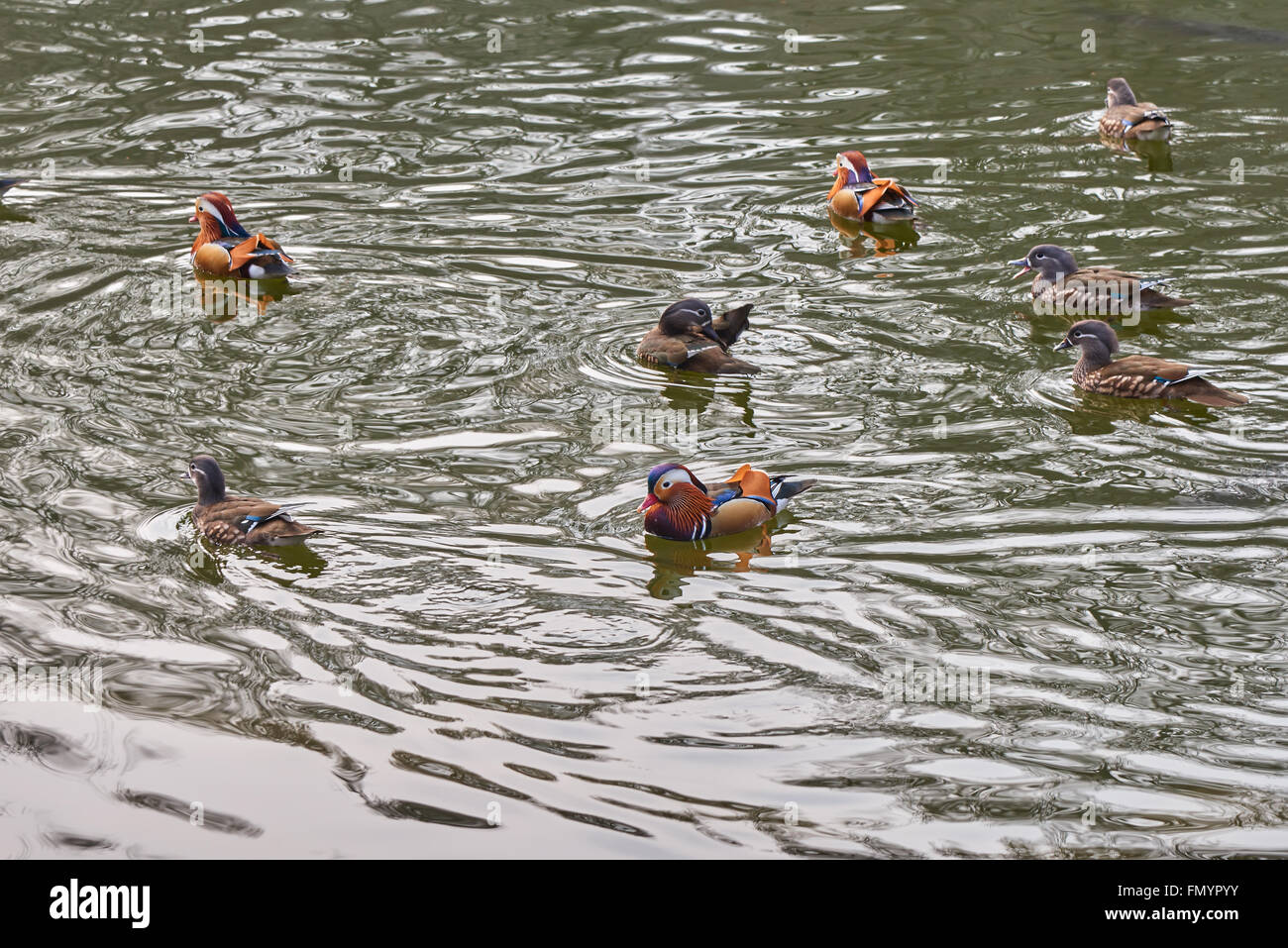group of wild mandarin ducks in a pond Stock Photo - Alamy