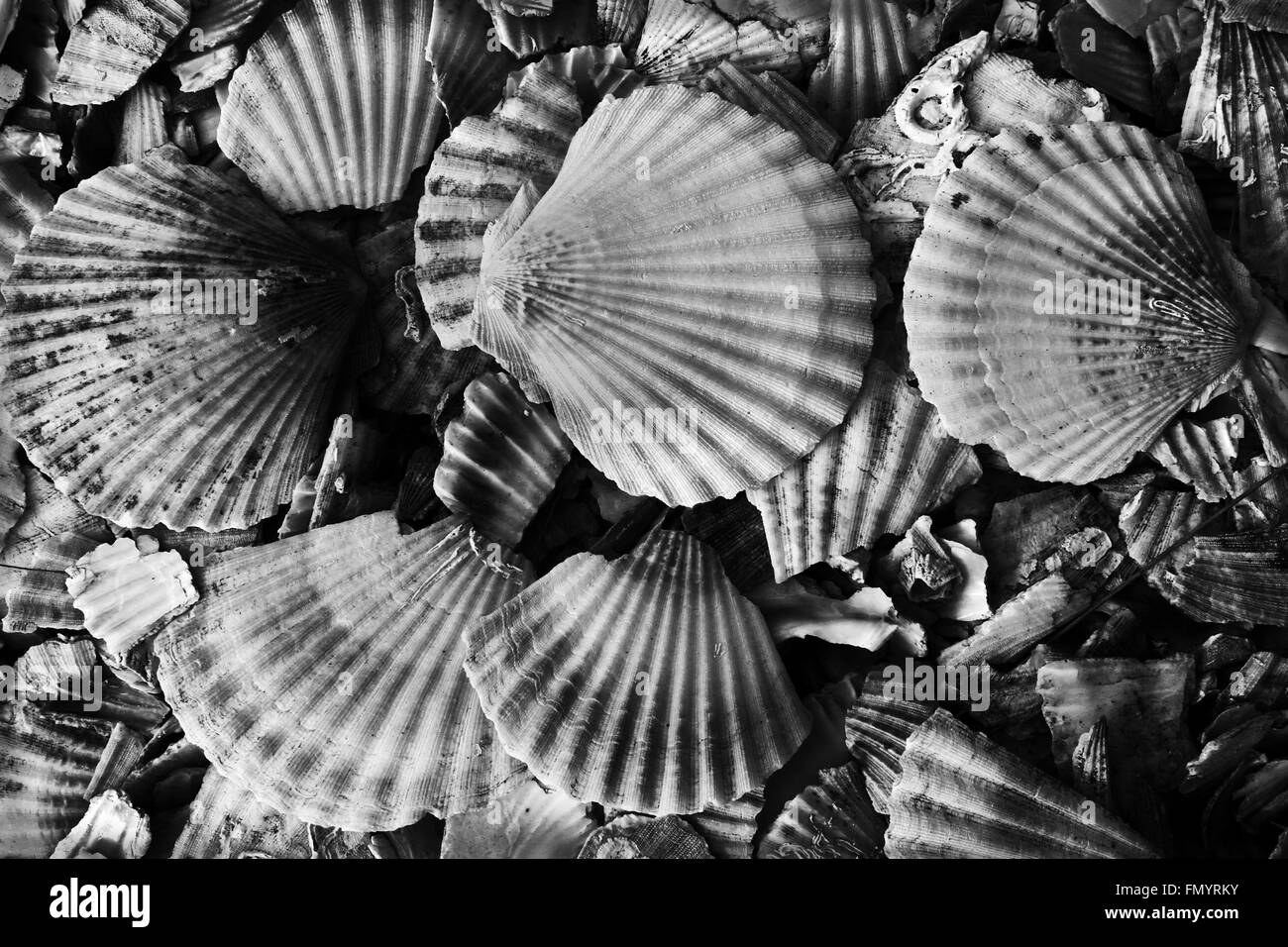 Scallops dried shells used as pavement material on footpath Stock Photo