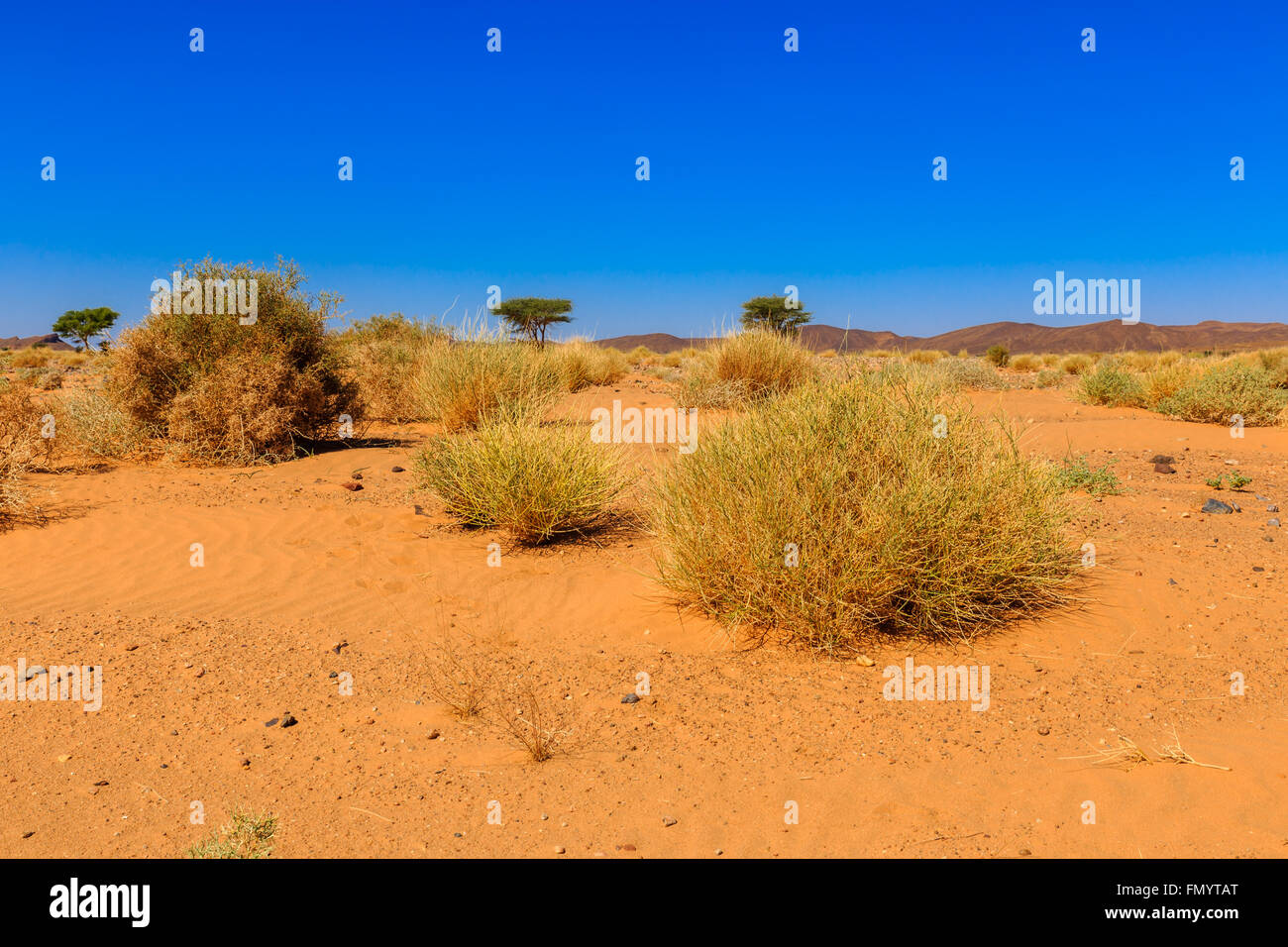 plants in the Sahara desert Stock Photo Alamy