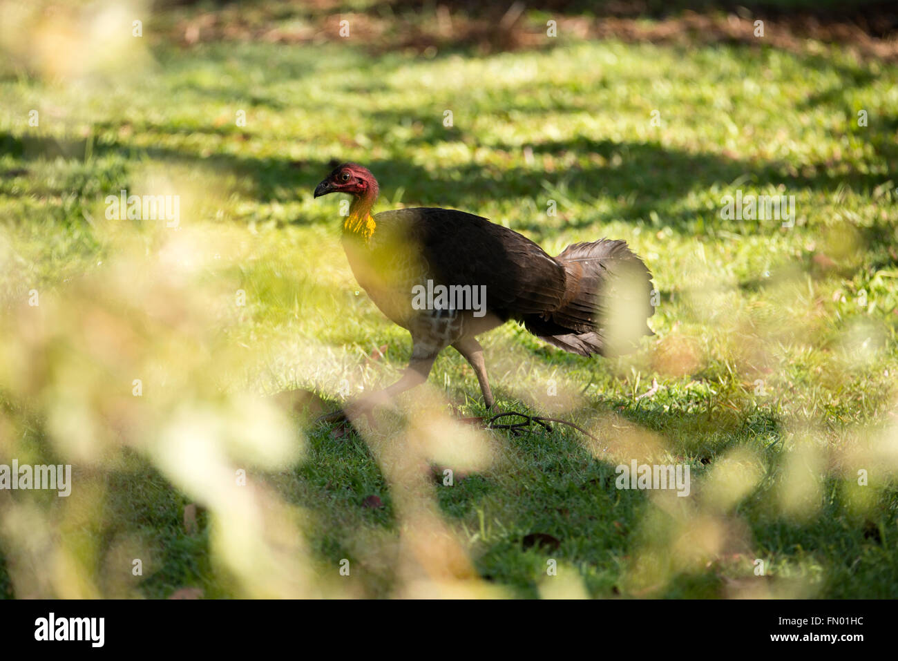 An Australian Brush Turkey, also known as a Scrub turkey, Bush turkey, are a common sight in Queensland, Australia.  It is regarded as a pest for Stock Photo