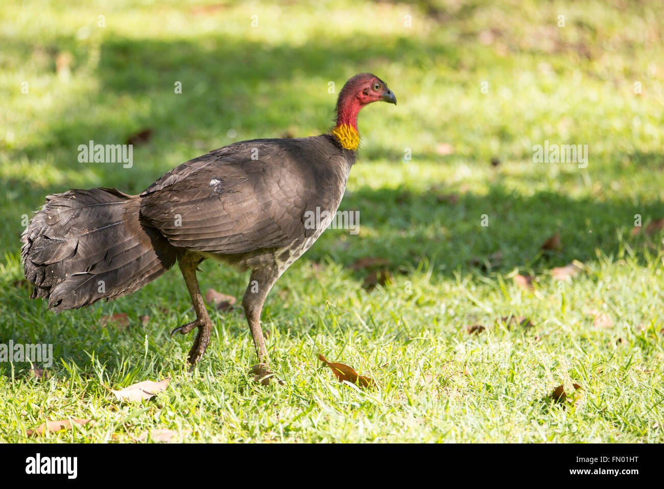 An Australian Brush Turkey, also known as a Scrub turkey, Bush turkey, are a common sight in Queensland, Australia.  It is regarded as a pest for Stock Photo