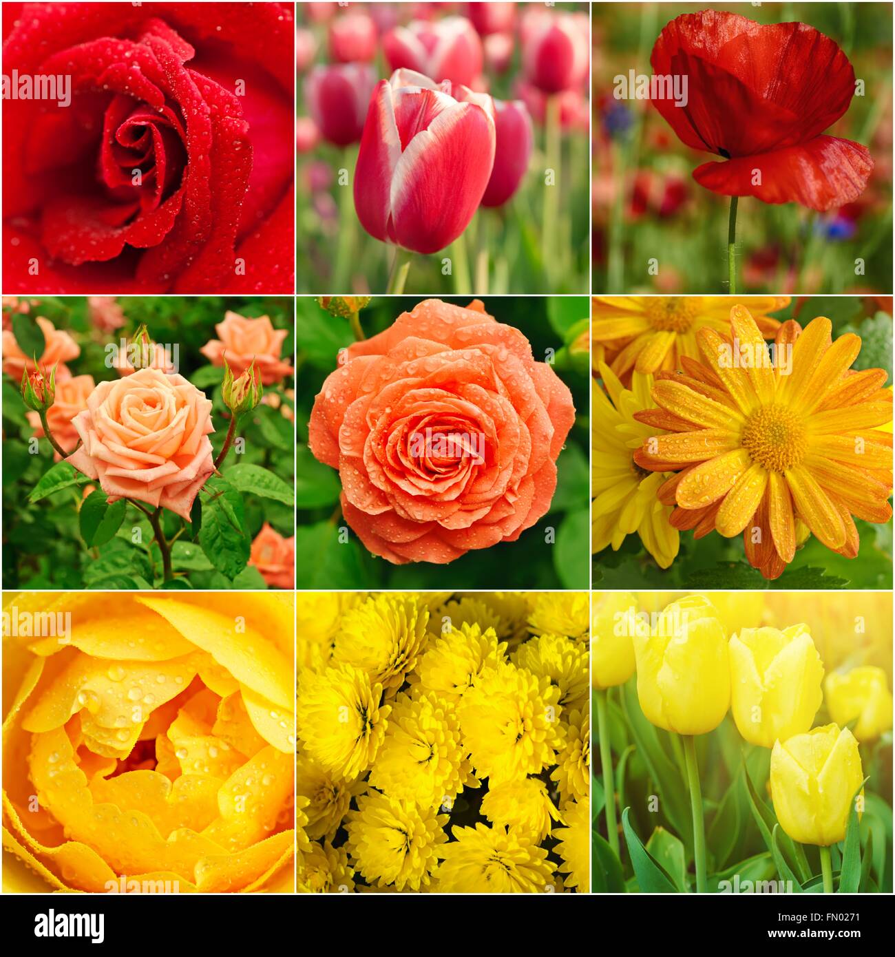 Spring flowers collage Stock Photo - Alamy