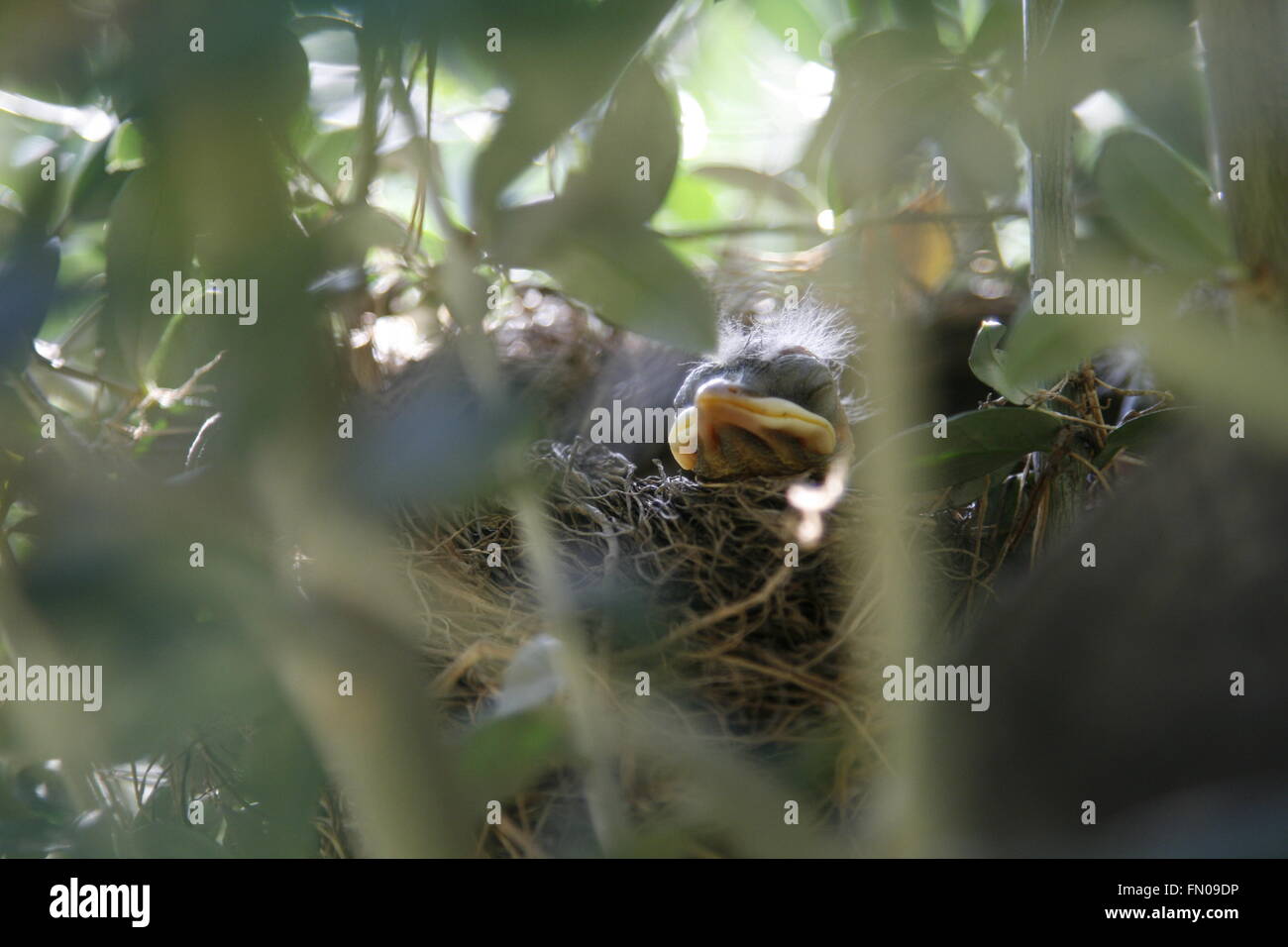 Baby blackbird in his nest on an olive tree Stock Photo Alamy