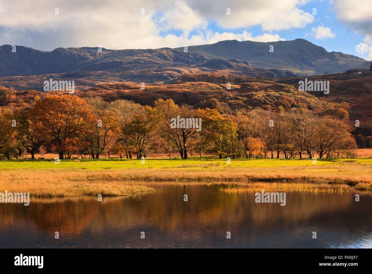 View to distant Cnicht mountain with trees in autumn colour reflected in Llyn Dinas lake in Snowdonia in November. Nant Gwynant Gwynedd North Wales UK Stock Photo