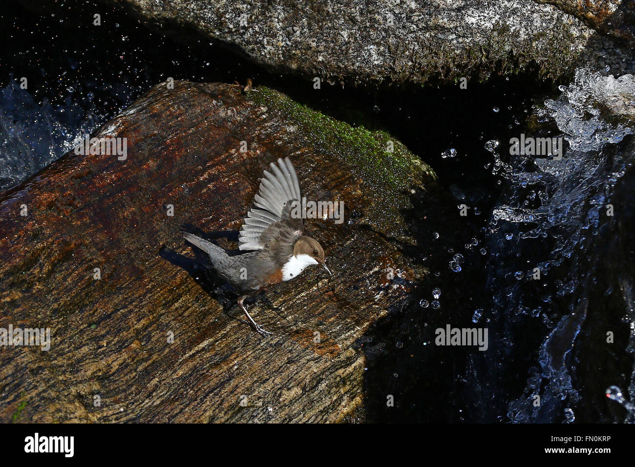White-throated dipper, Cinclus Cinclus, carrying nest material in front of waterfall Stock Photo