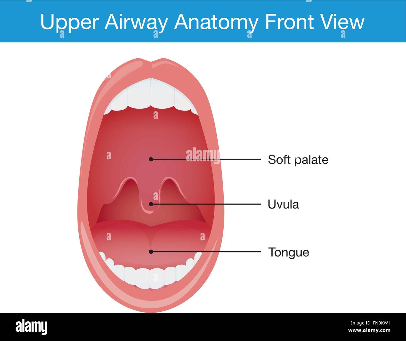 Upper airway human anatomy in sleeping Stock Vector