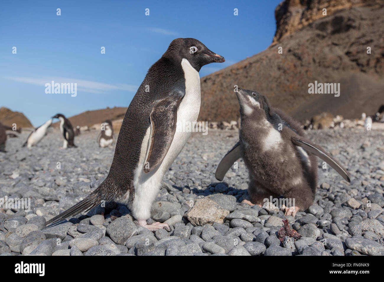Antarctica, Antarctic peninsula, Brown Bluff. Adelie penguin, adult and chick Stock Photo