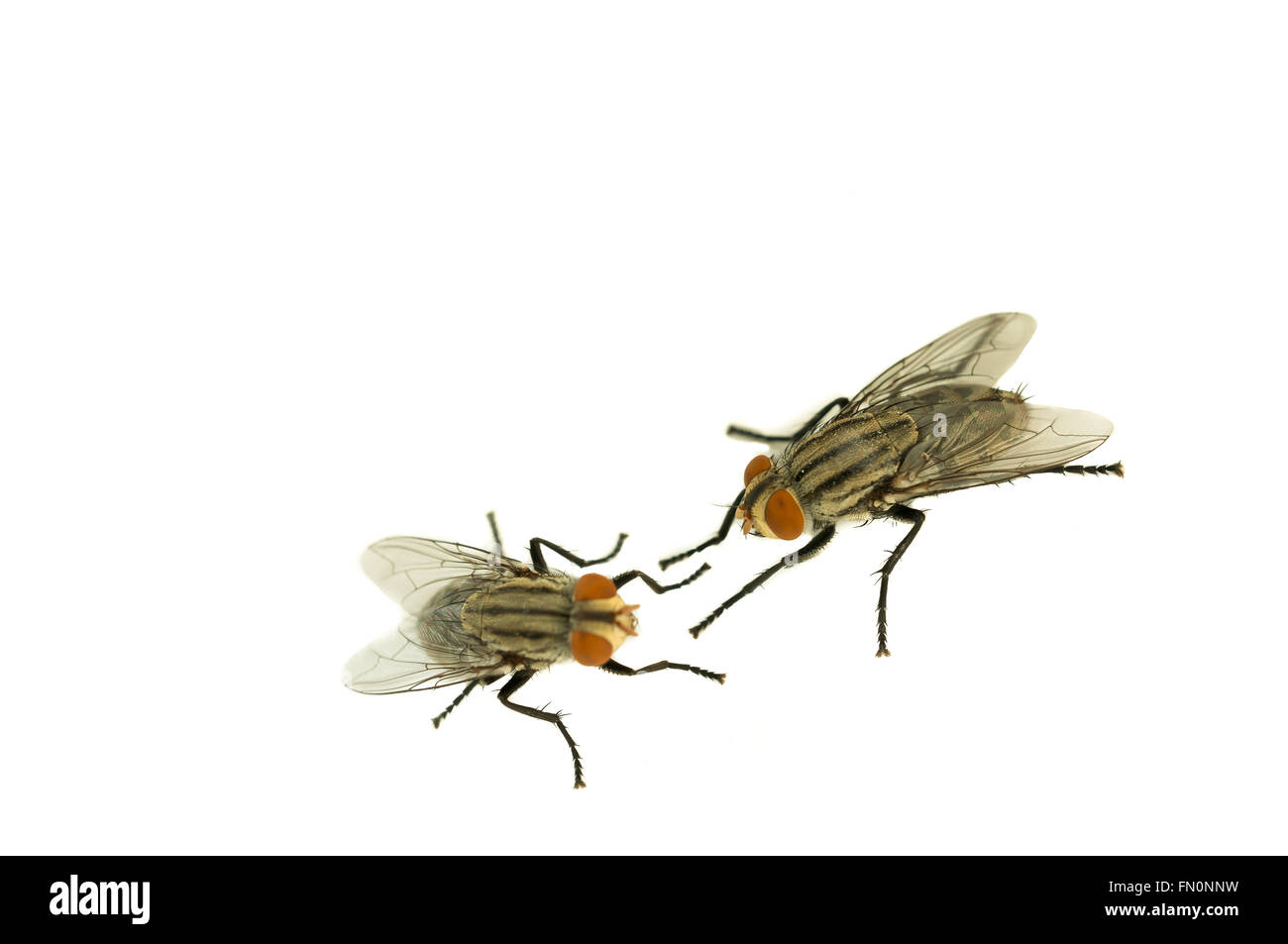 Two housefly on white isolated background with copy space, selective focus Stock Photo