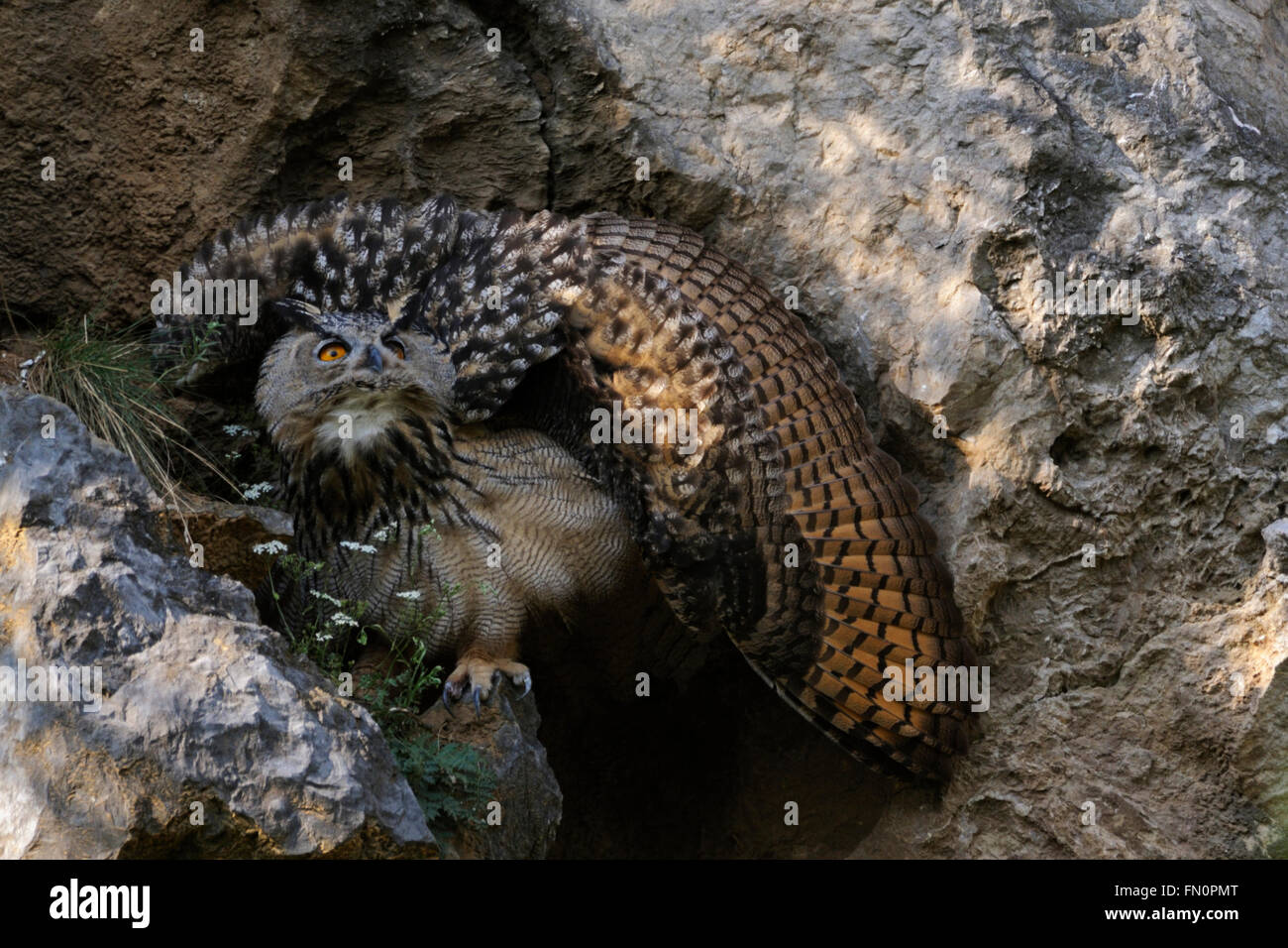 Eurasian Eagle Owl / Europaeischer Uhu  ( Bubo bubo ), ruffling its feathers to appear larger, in threatening posture. Stock Photo