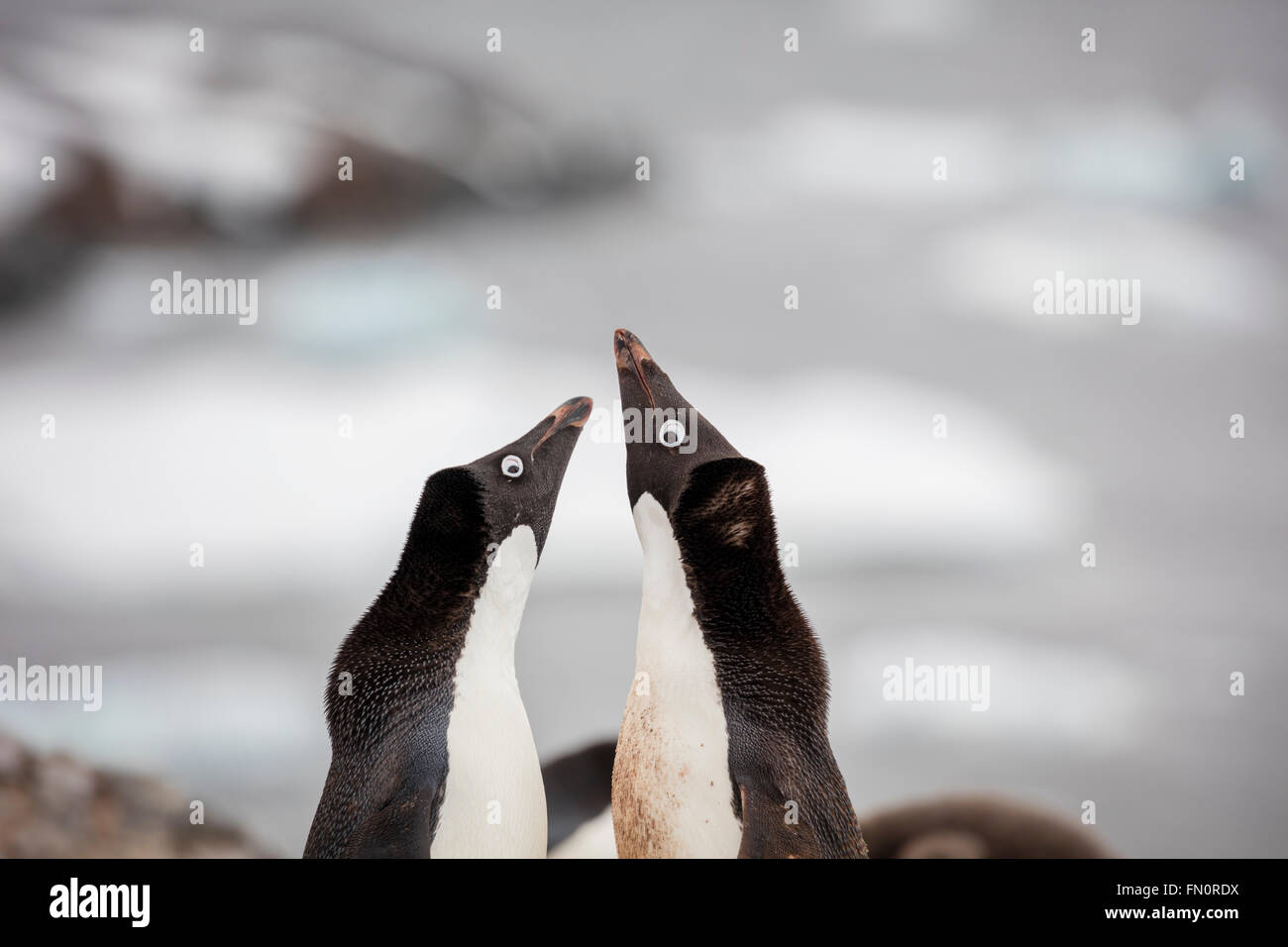 Antarctica, Antarctic peninsula, Petermann Island, Adelie penguin, courtship behaviour Stock Photo