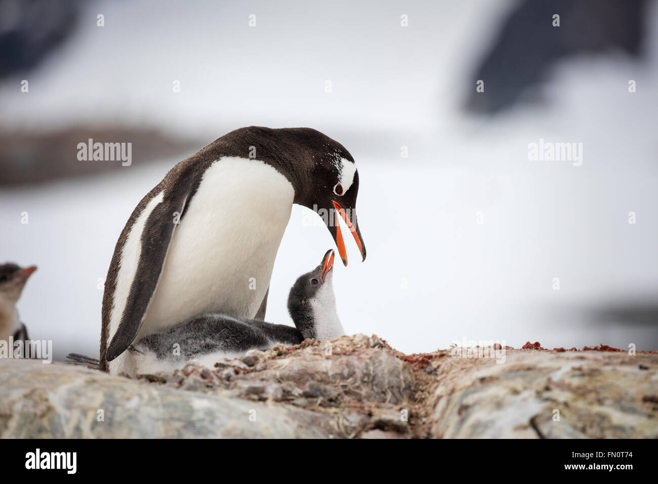 Penguin Eating Squid