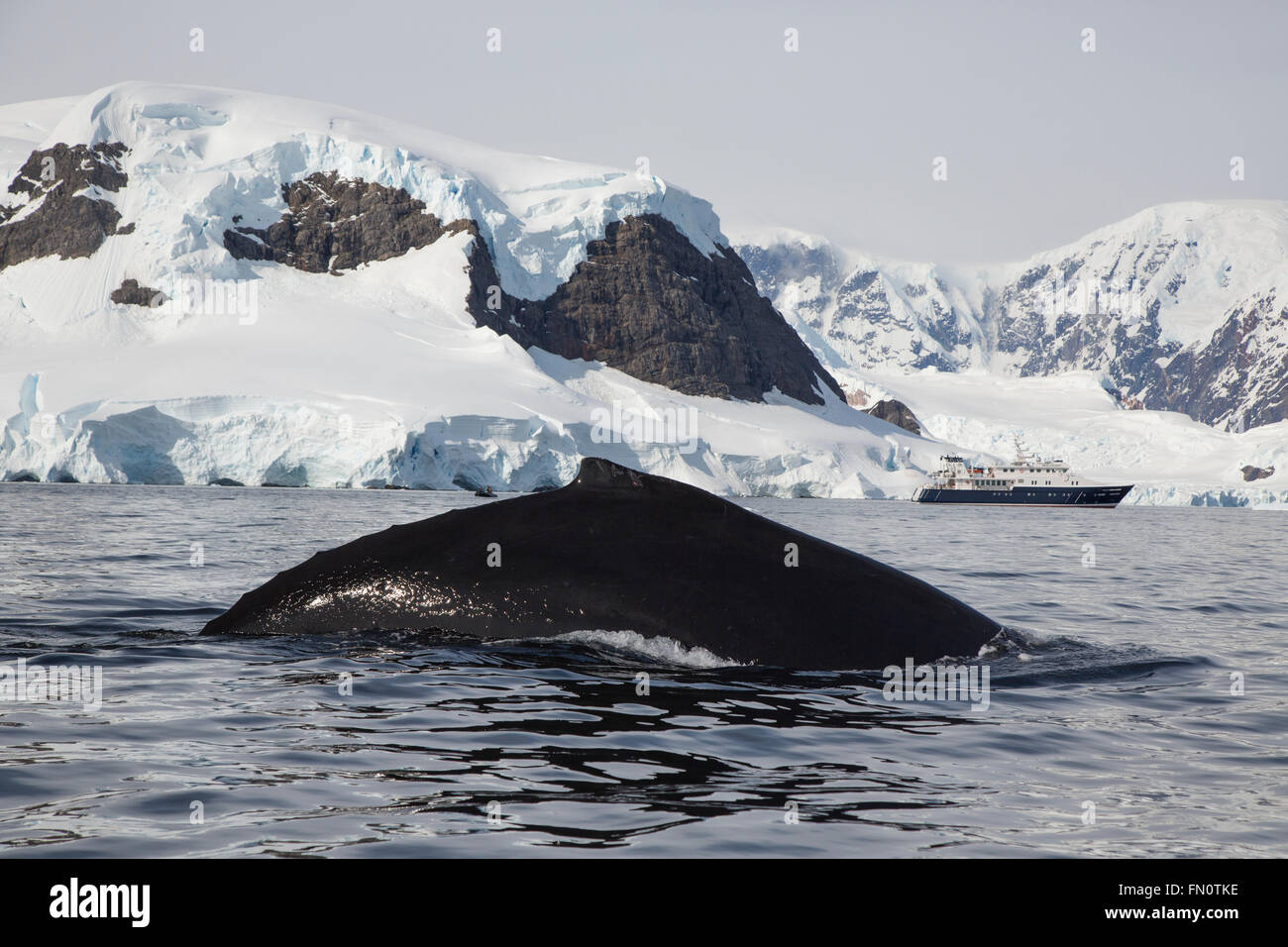 Antarctica, Antarctic peninsula, Wilhemina Bay, Humpback whale (Megaptera novaeangliae) with expedition ship Hanse Explorer Stock Photo