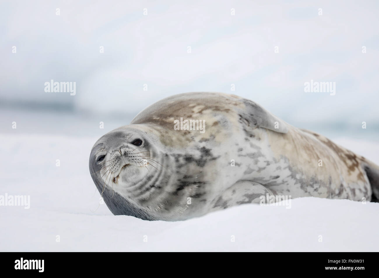 Antarctica, Antarctic peninsula, Weddell Seal lying on ice in Mikkelson Harbour Stock Photo