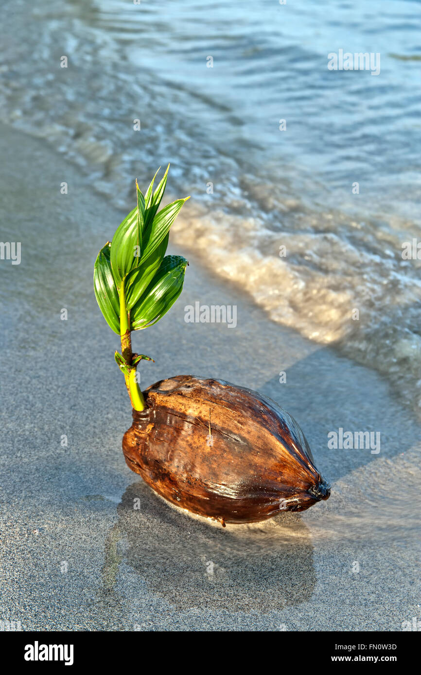 Beached Coconut 'Cocos nucifera', coastal tide. Stock Photo