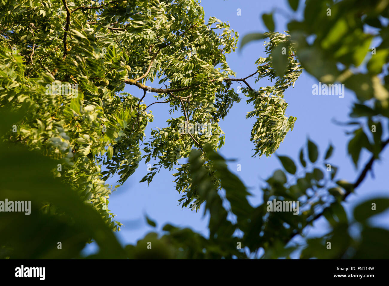 A tree with green leaves blowing in the wind Stock Photo Alamy