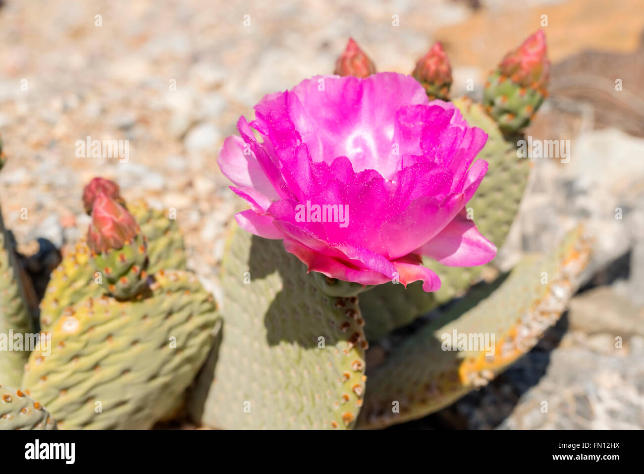 Beavertail Cactus (Opuntia basilaris) blooming in Eureka Valley, Death Valley National Park, California Stock Photo