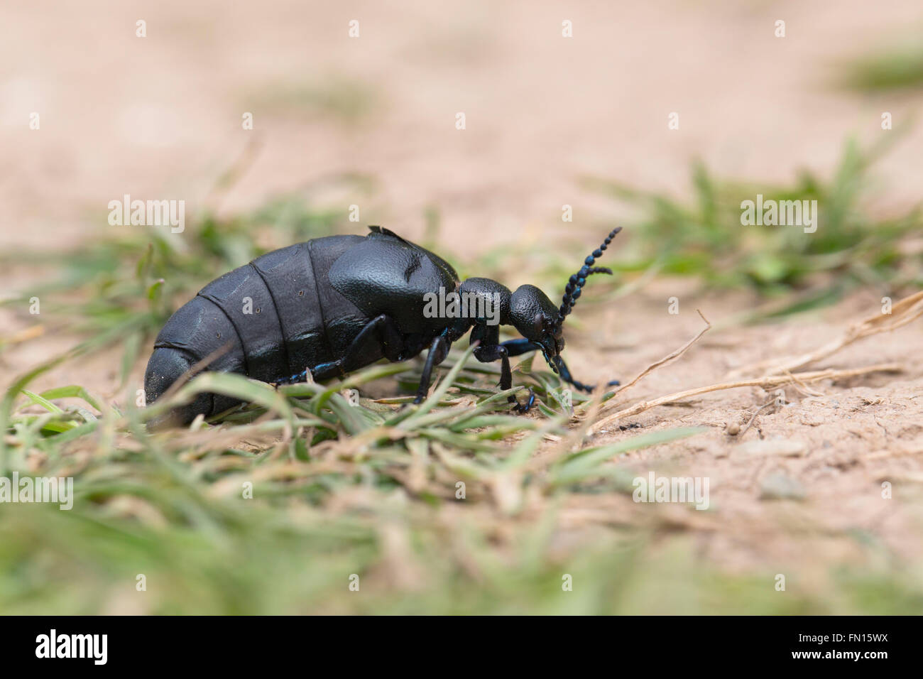 Black Oil Beetle; Meloe proscarabaeus Single on Gound Cornwall; UK Stock Photo