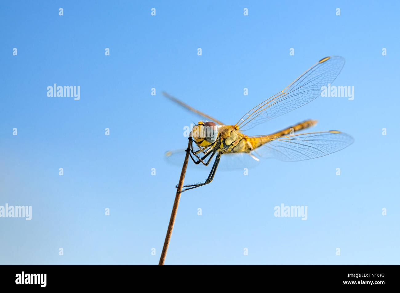 Summer dragonfly on stick and blue sky background macro close-up Stock ...