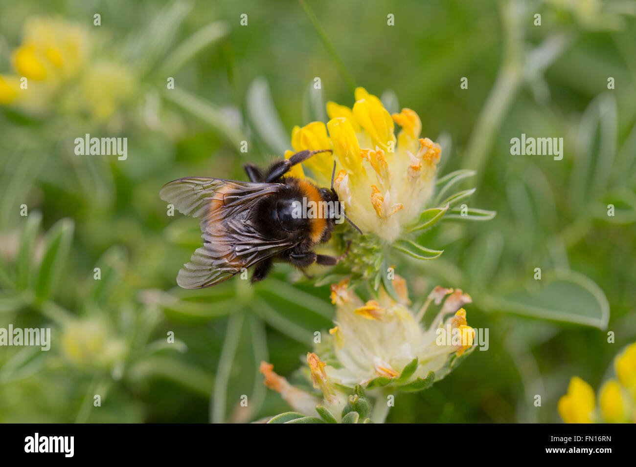 Bumble Bee; Bombus terrestris Single on Flower Cornwall; UK Stock Photo