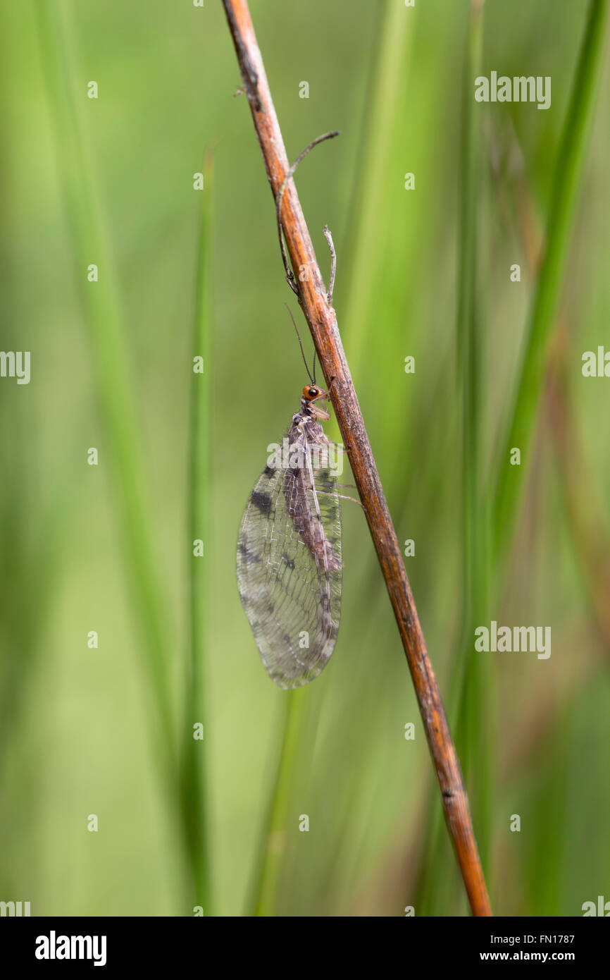 Caddis Fly; Spring; UK Stock Photo Alamy