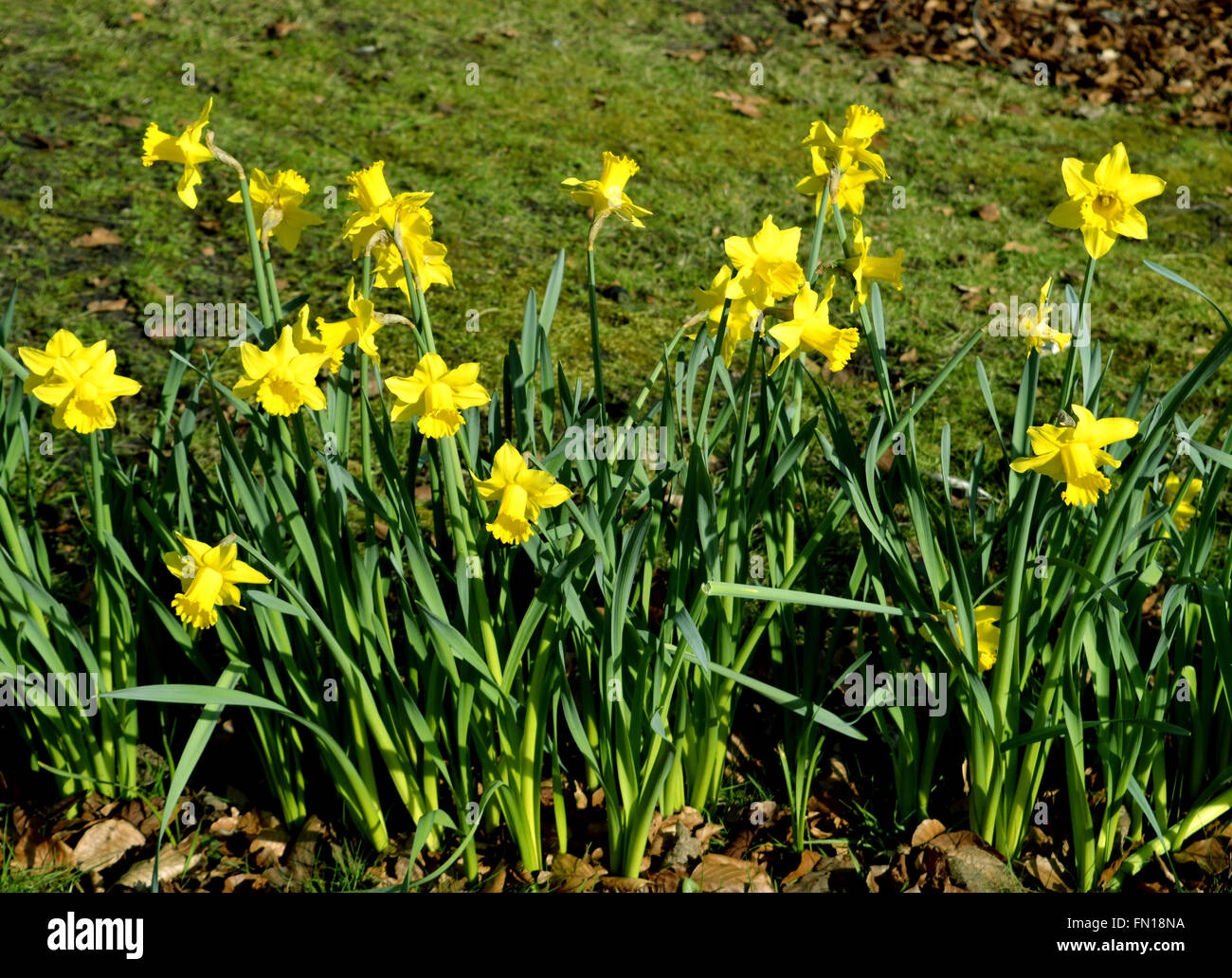 Daffodils Latin name Narcissus February Gold Stock Photo Alamy