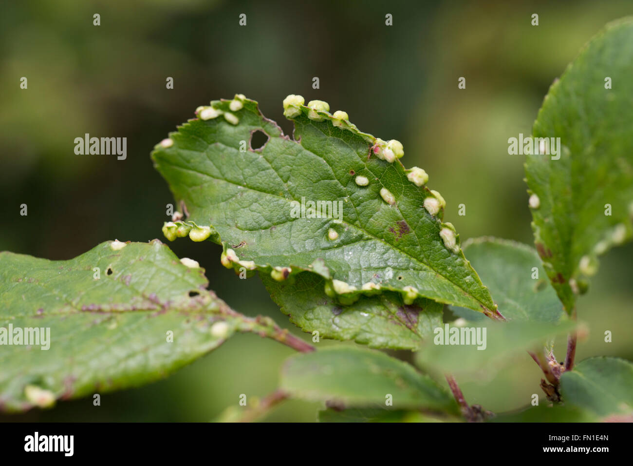 Galls of Gall Mite; Eriophyes similis Galls on Blackthorn Leaf Anglesey; UK Stock Photo