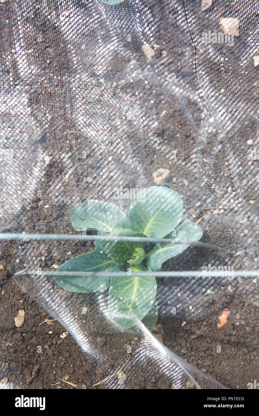 Young cabbage plant protected under netting Stock Photo - Alamy