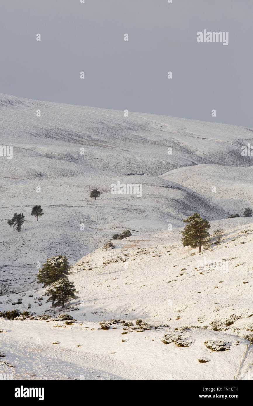 Glenlivet Estate; Winter; Cairngorms; Scotland; UK Stock Photo Alamy