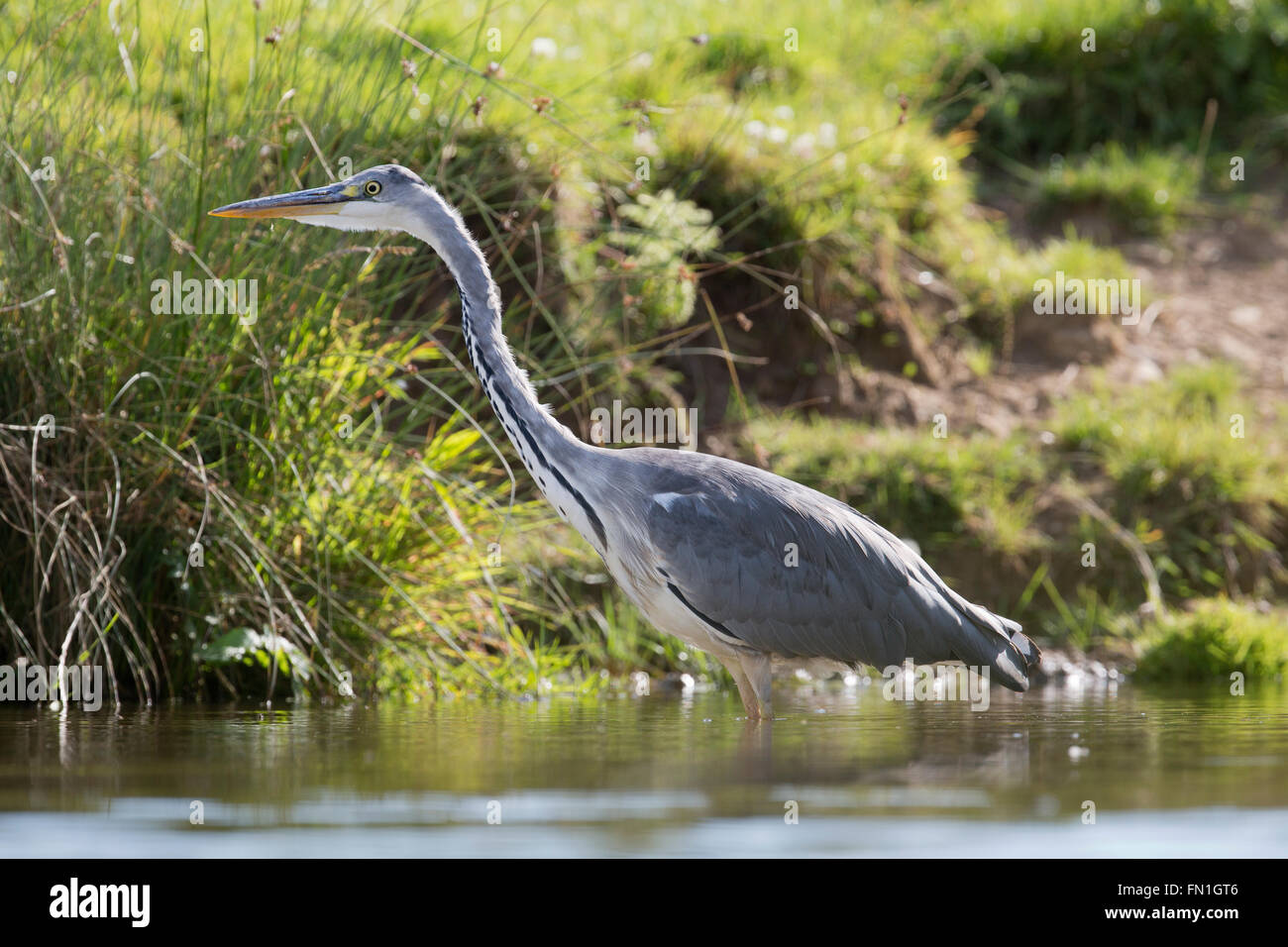 Grey Heron; Ardea cinerea Single Immature Cornwall; UK Stock Photo