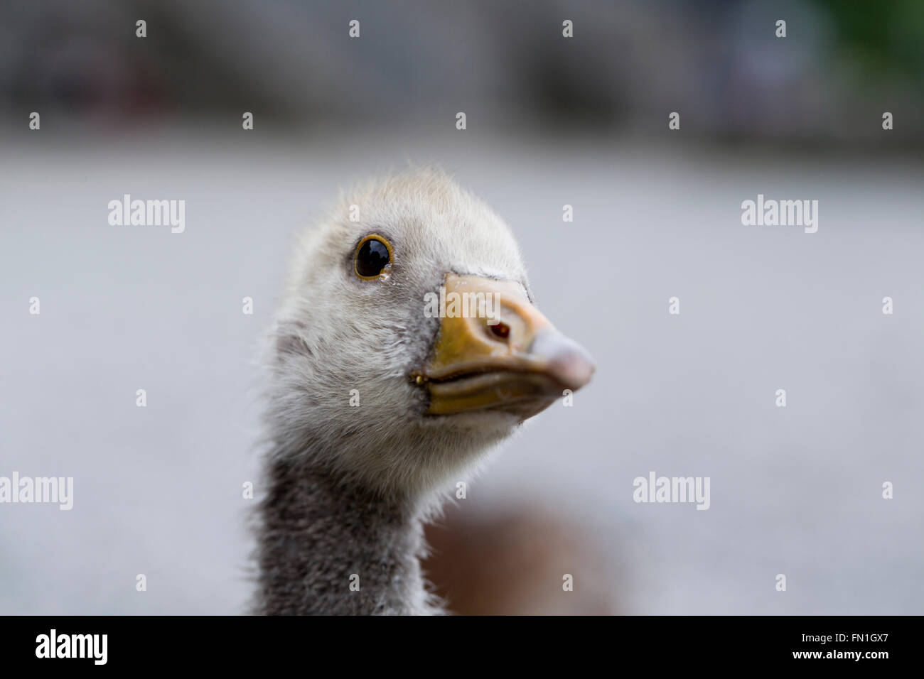 Greylag Goose; Anser anser Single Gosling Northumberland; UK Stock Photo