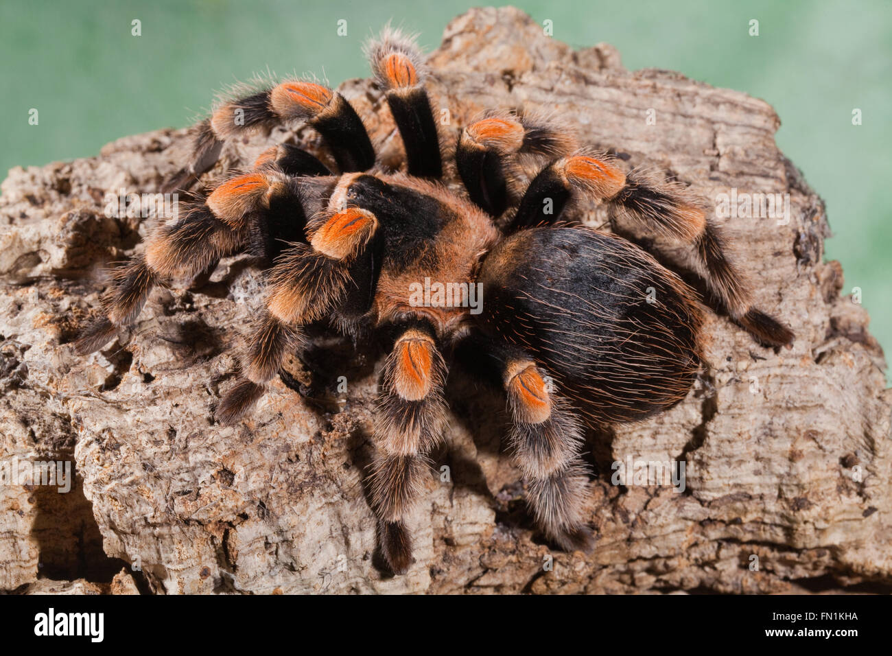 Mexican Redknee Tarantula Spider (Brachypelma smithi Stock Photo Alamy