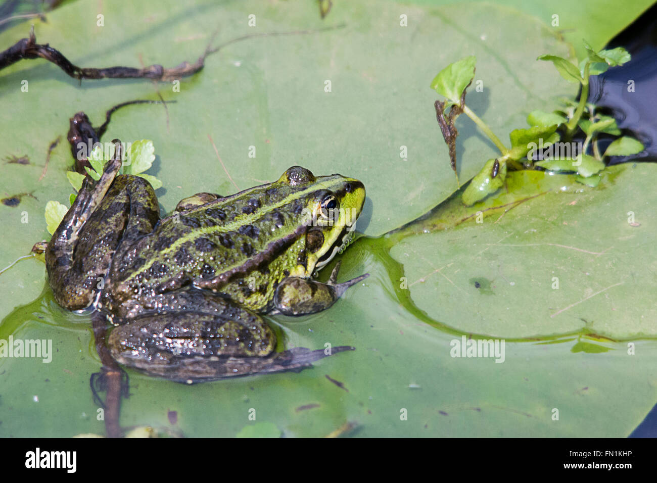 Marsh frog (Rana ridibunda) on lily pad partly in water in landscape format. Green and black markings. Stock Photo