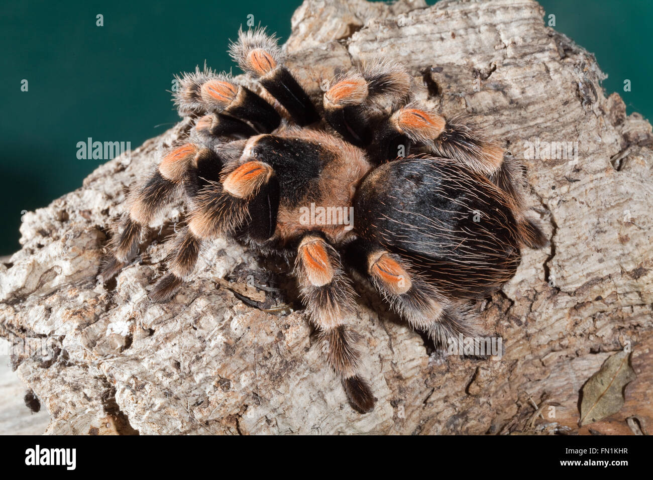 Mexican Red-kneed Spider or Tarantula (Brachypelma  smithi). Stock Photo