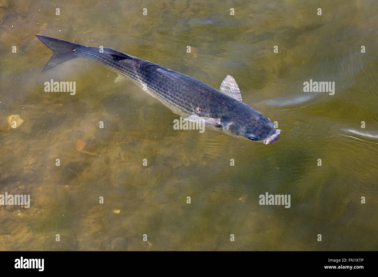 Thick lipped Grey mullet chelon labrosus swimming in shallow  water. Partly above surface. Landscape format. Stock Photo