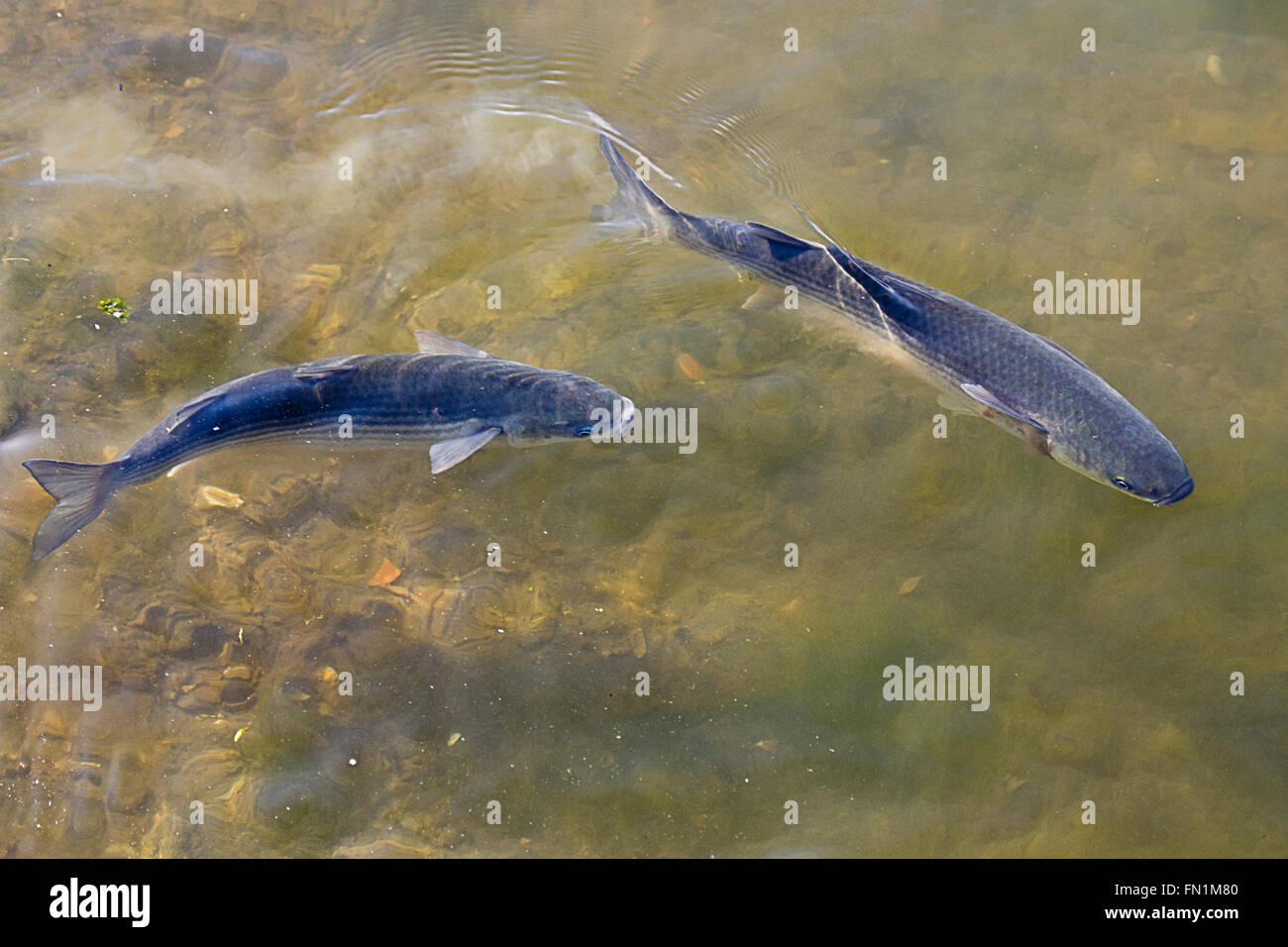 Thick lipped Grey mullet chelon labrosus two swimming together in shallow in water. Stock Photo