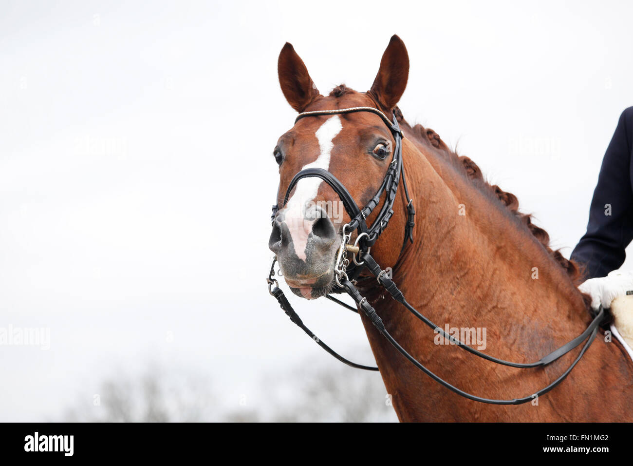 Double bridle hires stock photography and images Alamy