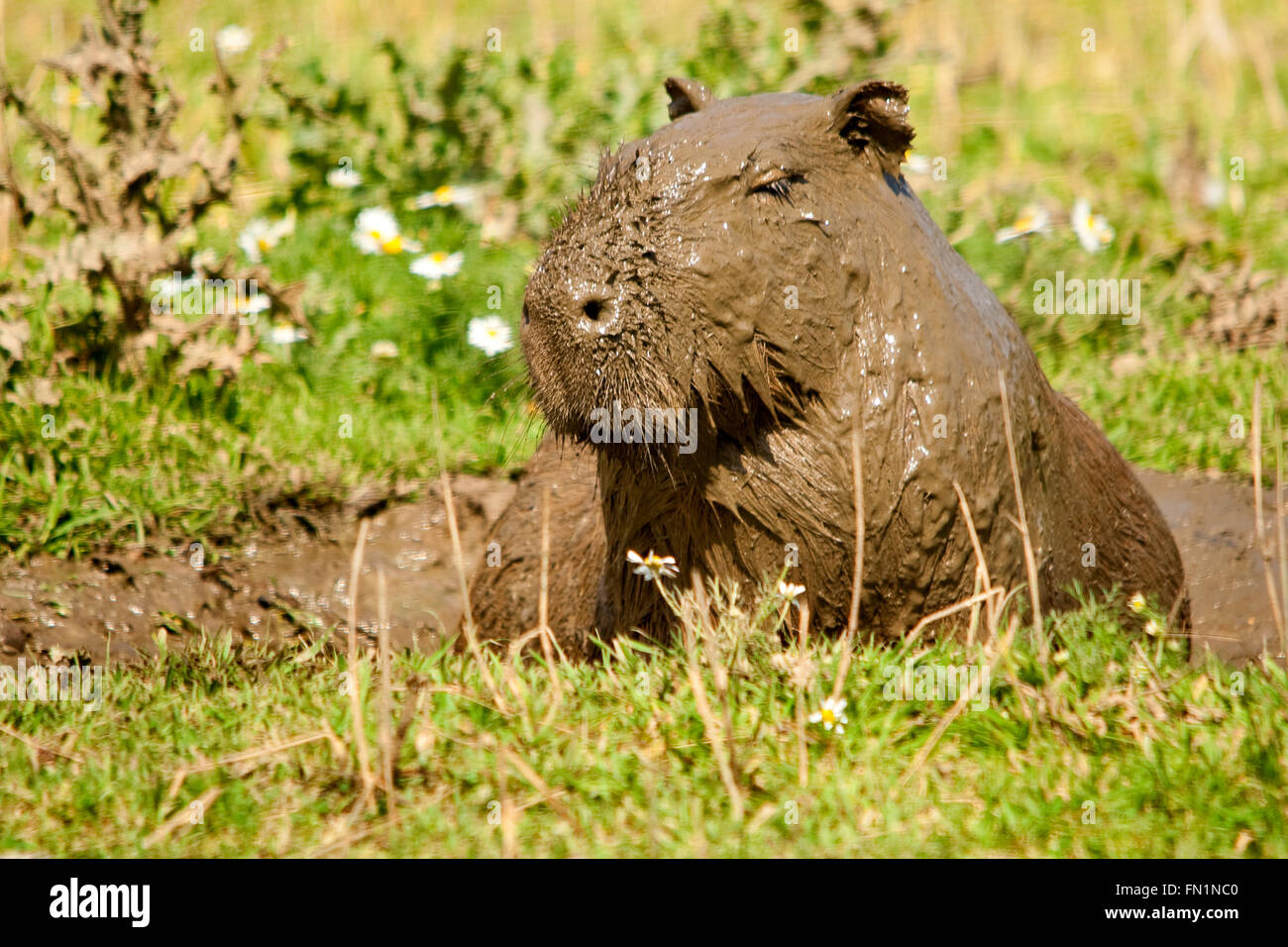 Capybara or hydrochoerus hydrochaeris fully mud covered after wallowing in thick mud resembling a chocolate coating. Whiskers protruding through mud. Stock Photo