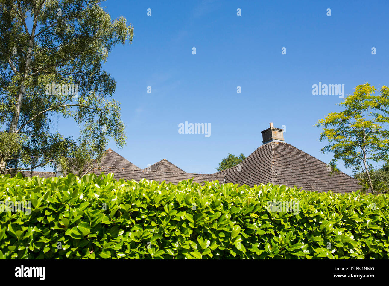 The roof of a large house half hidden behind a dry stone wall and large green leafy hedge. Stock Photo