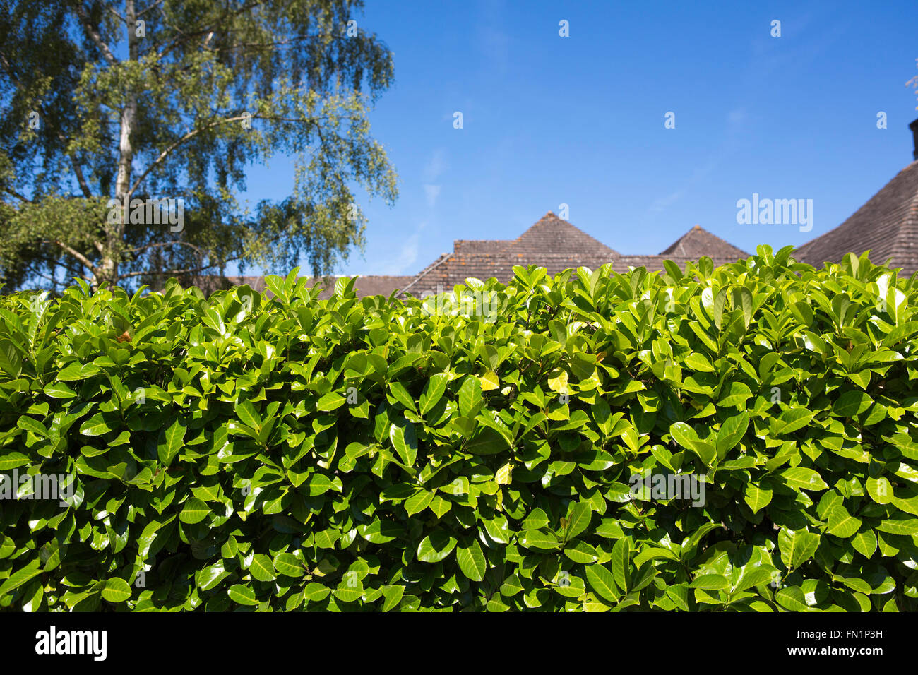 The roof of a large house half hidden behind a dry stone wall and large green leafy hedge. Stock Photo