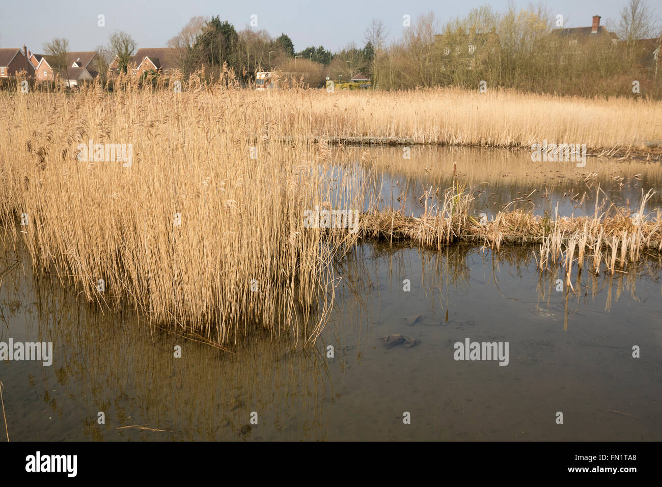 Sedges in Reed Bed Stock Photo